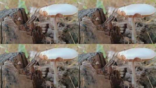 白色毒蘑菇高清在线视频素材下载