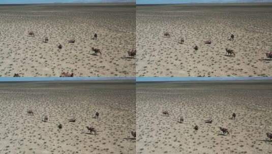 戈壁荒漠中的骆驼航拍高清在线视频素材下载