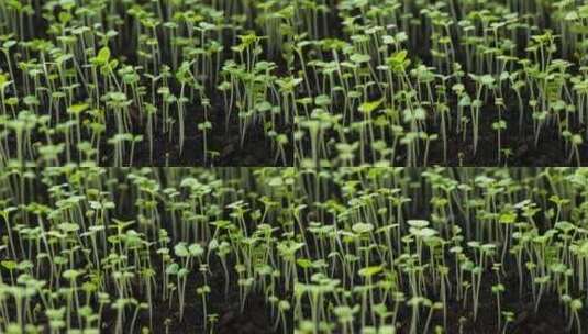 【延时摄影】小白菜苗快速生长高清在线视频素材下载