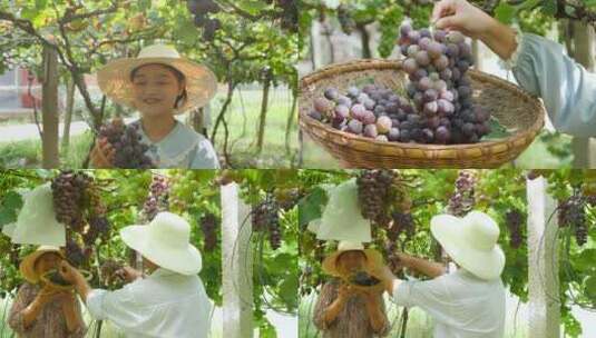 葡萄成熟高清在线视频素材下载
