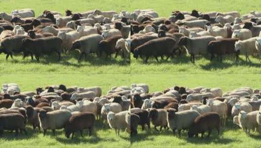 4K草地上的羊群高清在线视频素材下载