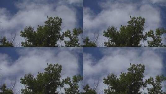 小树蓝天随风飘逸高清在线视频素材下载