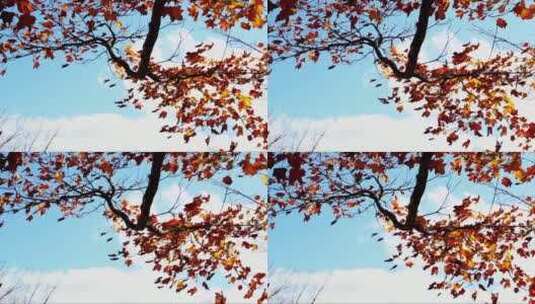 风中摇摆的树叶高清在线视频素材下载