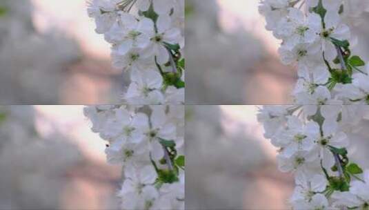 盛开的白色樱花高清在线视频素材下载