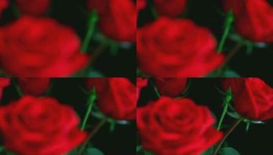 红玫瑰的变化焦点高清在线视频素材下载