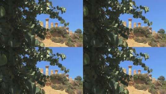 透过树叶拍摄废弃罗马柱高清在线视频素材下载