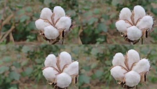 新疆棉花高清在线视频素材下载