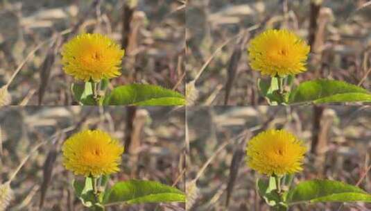 黄色野菊花花朵高清在线视频素材下载