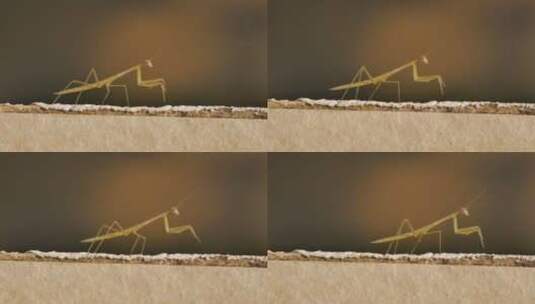 螳螂 昆虫 益虫高清在线视频素材下载