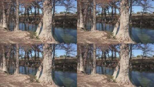 麦地那河岸柏树高清在线视频素材下载