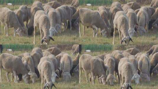 一群山羊绵羊在草地吃草高清在线视频素材下载