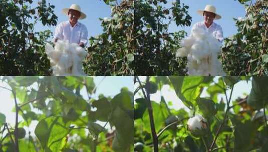 棉花种植高清在线视频素材下载