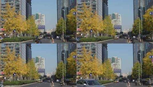 北京秋天秋季秋色黄叶红叶高清在线视频素材下载