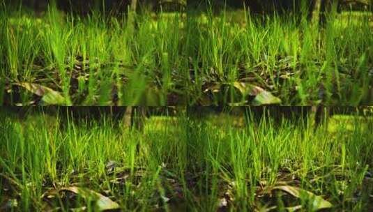 绿色小草生长视频高清在线视频素材下载