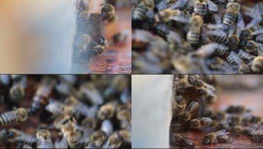 蜜蜂养殖蜂群实拍特写视频高清在线视频素材下载