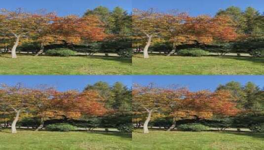 济南森林公园，秋季景色树叶金黄高清在线视频素材下载