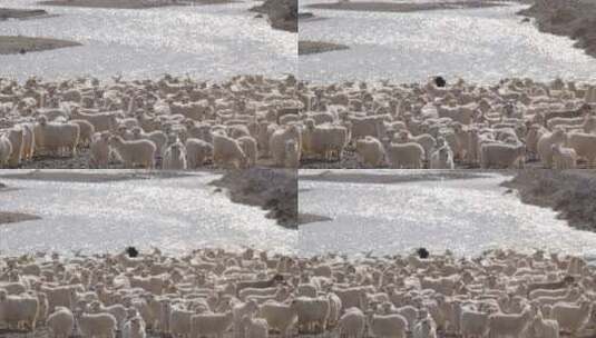 河滩上的羊群高清在线视频素材下载