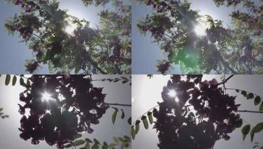 逆光阳光光晕紫槐花儿3高清在线视频素材下载