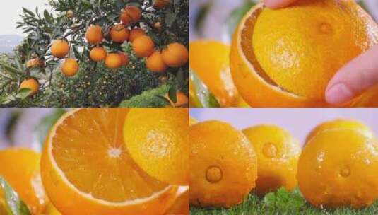 橙子合集素材高清在线视频素材下载