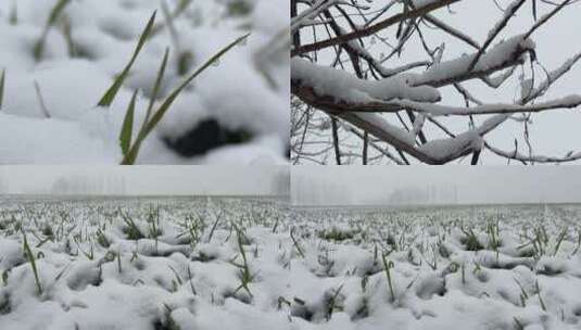 麦田里下雪的冬天合集高清在线视频素材下载