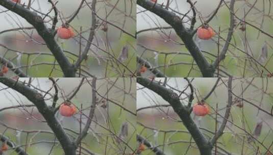 4K柿子在雨中飘摇高清在线视频素材下载
