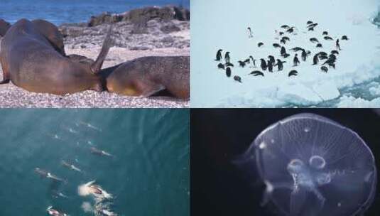 自然生态环境海洋生物生活集锦高清在线视频素材下载