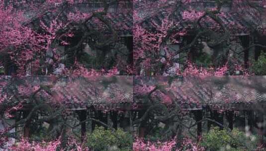 杭州植物园灵峰探梅高清在线视频素材下载
