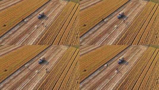 山东麦收丰收收割麦子高清在线视频素材下载