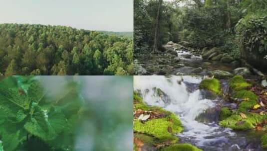 森林中的小溪河流昆虫高清在线视频素材下载