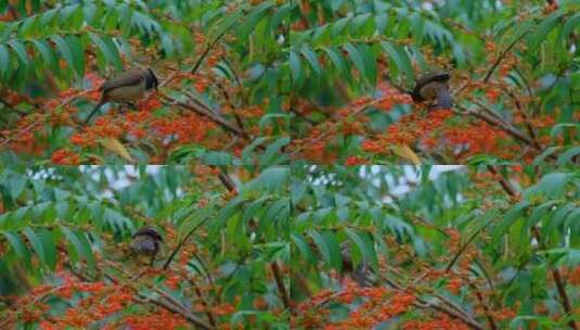 春天鸟语花香 红耳鹎 树枝上的小鸟高清在线视频素材下载
