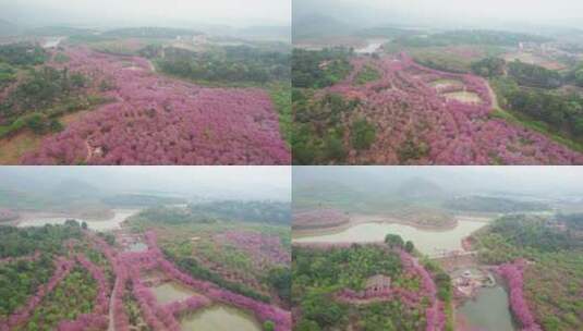 湖南省常宁市百万樱花园4k航拍风光高清在线视频素材下载