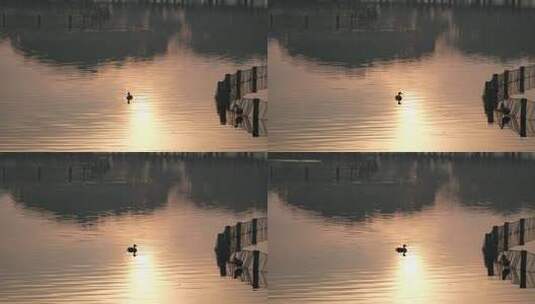 早晨杭州西湖上的水鸟高清在线视频素材下载