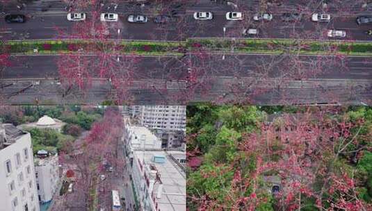广州烈士陵园阳光红色百年木棉花航拍4K视频高清在线视频素材下载