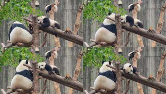 成都大熊猫繁育研究基地嬉戏的大熊猫母子高清在线视频素材下载