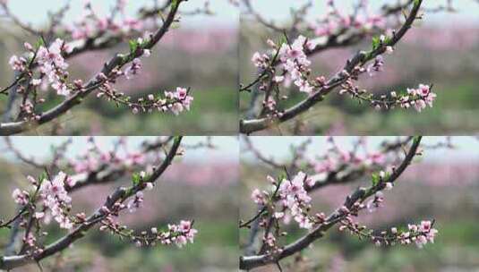 百花盛开的春天高清在线视频素材下载