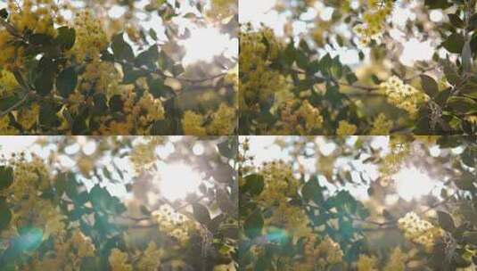 4k实拍唯美春天树林树叶阳光照射逆光光晕高清在线视频素材下载