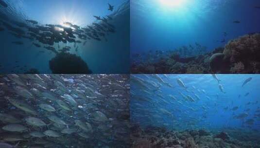 海底世界海鱼鱼群水下太阳光线高清在线视频素材下载