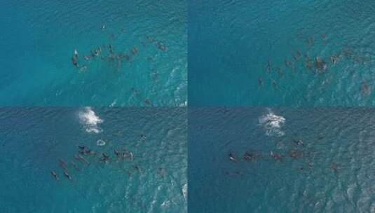 海豚 海豚捕鱼 海洋生物 一群海豚高清在线视频素材下载