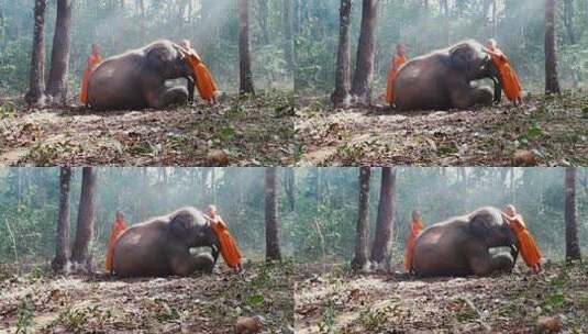 拍摄大象和僧侣高清在线视频素材下载