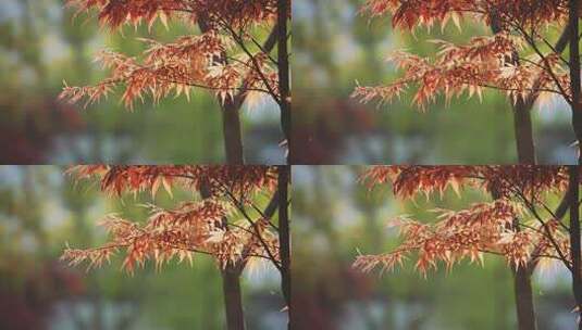 夕阳下的红枫叶高清在线视频素材下载