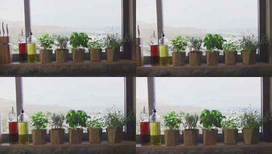 窗户边的室内植物高清在线视频素材下载