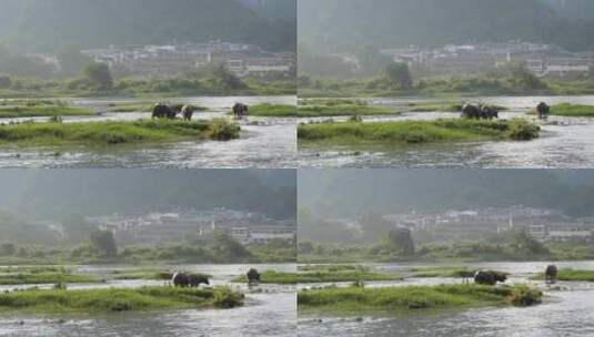 河边水牛吃草 养牛 放牛 牛吃草高清在线视频素材下载