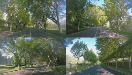 绿树成荫的街道 校园 小区 公园高清在线视频素材下载