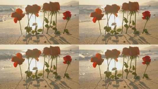 夕阳下的玫瑰花与海浪情人节爱情高清在线视频素材下载