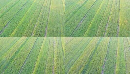 田野 农田 小麦 绿色高清在线视频素材下载