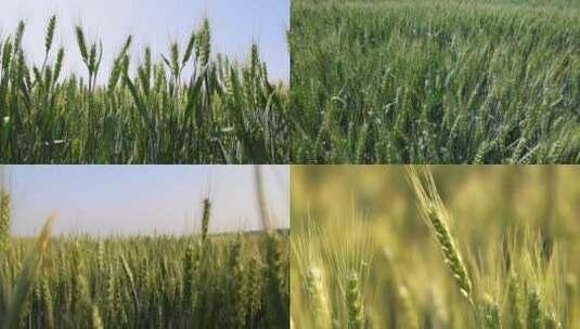 农业 麦地 小麦高清在线视频素材下载