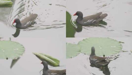 池塘里鸭子在水中游动高清在线视频素材下载