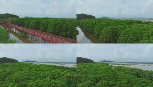 红树林湿地 海边红树林 候鸟 栖息地航拍高清在线视频素材下载