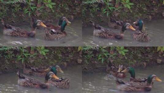 野生动物水禽 河流中嬉戏的野鸭子高清在线视频素材下载