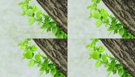 树根上的绿叶高清在线视频素材下载